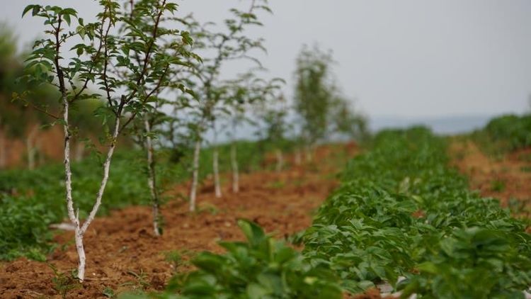 市国资委党委副书记任晓今一行巡查指导集团帮扶的蓝田县马王村“三排查 三清零”工作